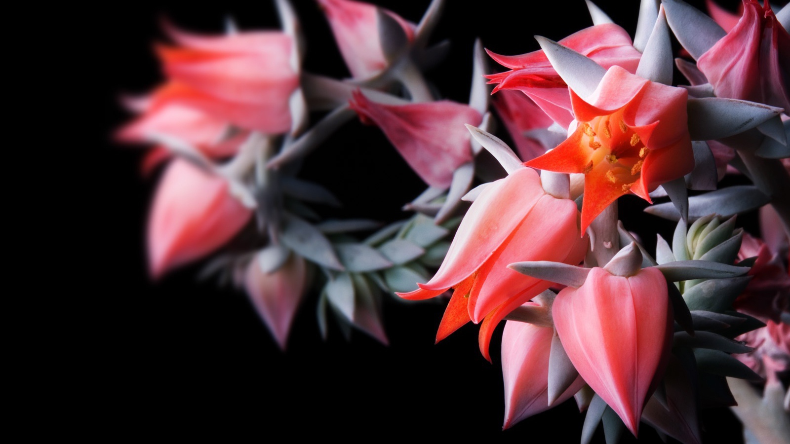 Цветы в черном