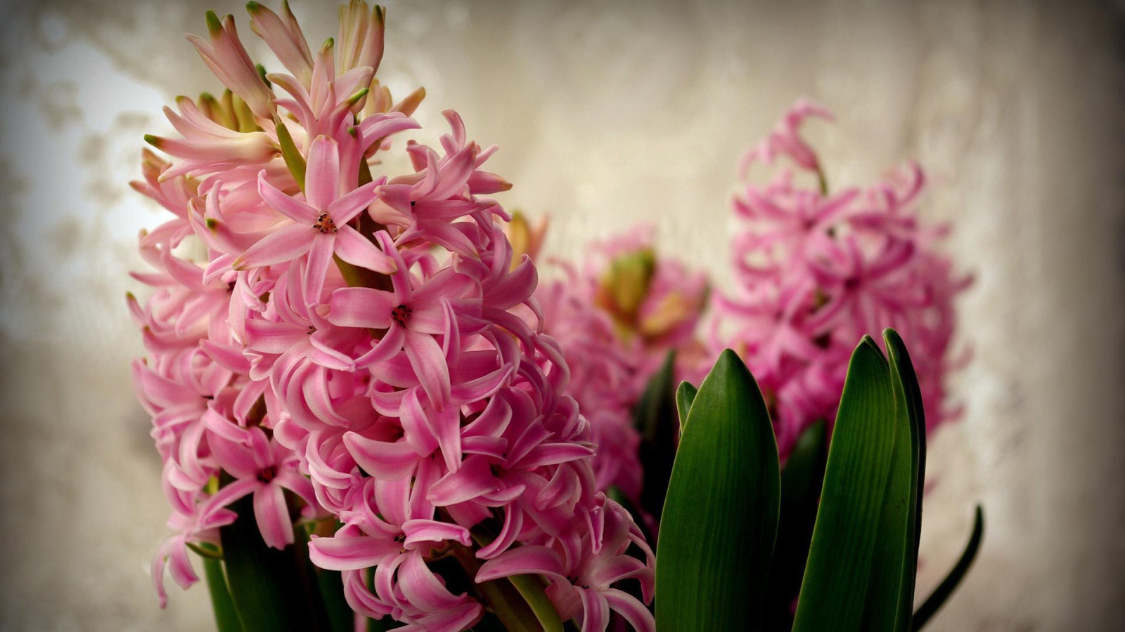 Цветы розовые гиацинты расцвели