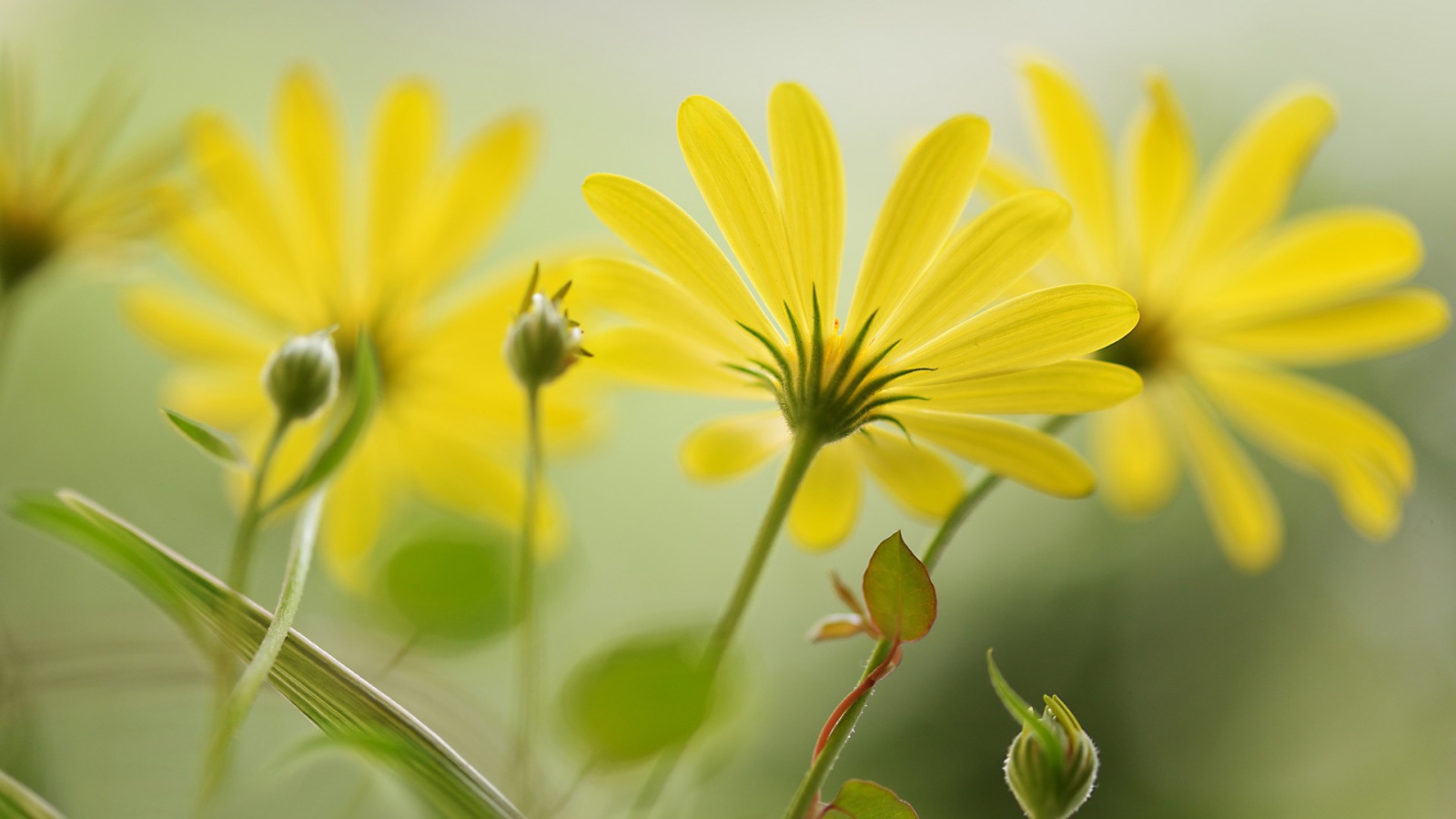 Цветы с длинными лепестками