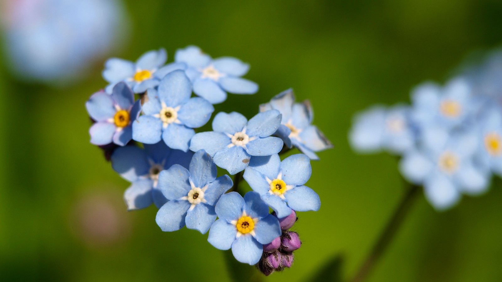 Красивые незабудки расцвели в саду