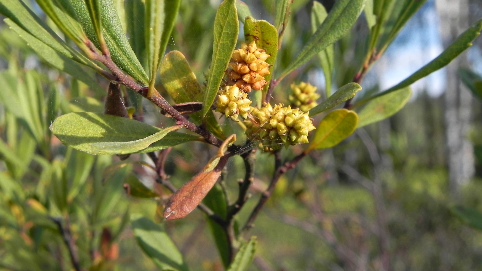 Растение восковник на клумбе в саду