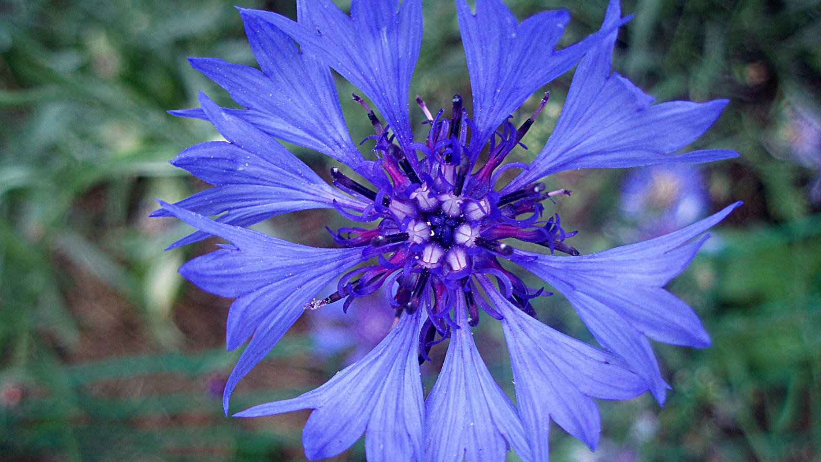 Садовые цветы васильки на дачном участке