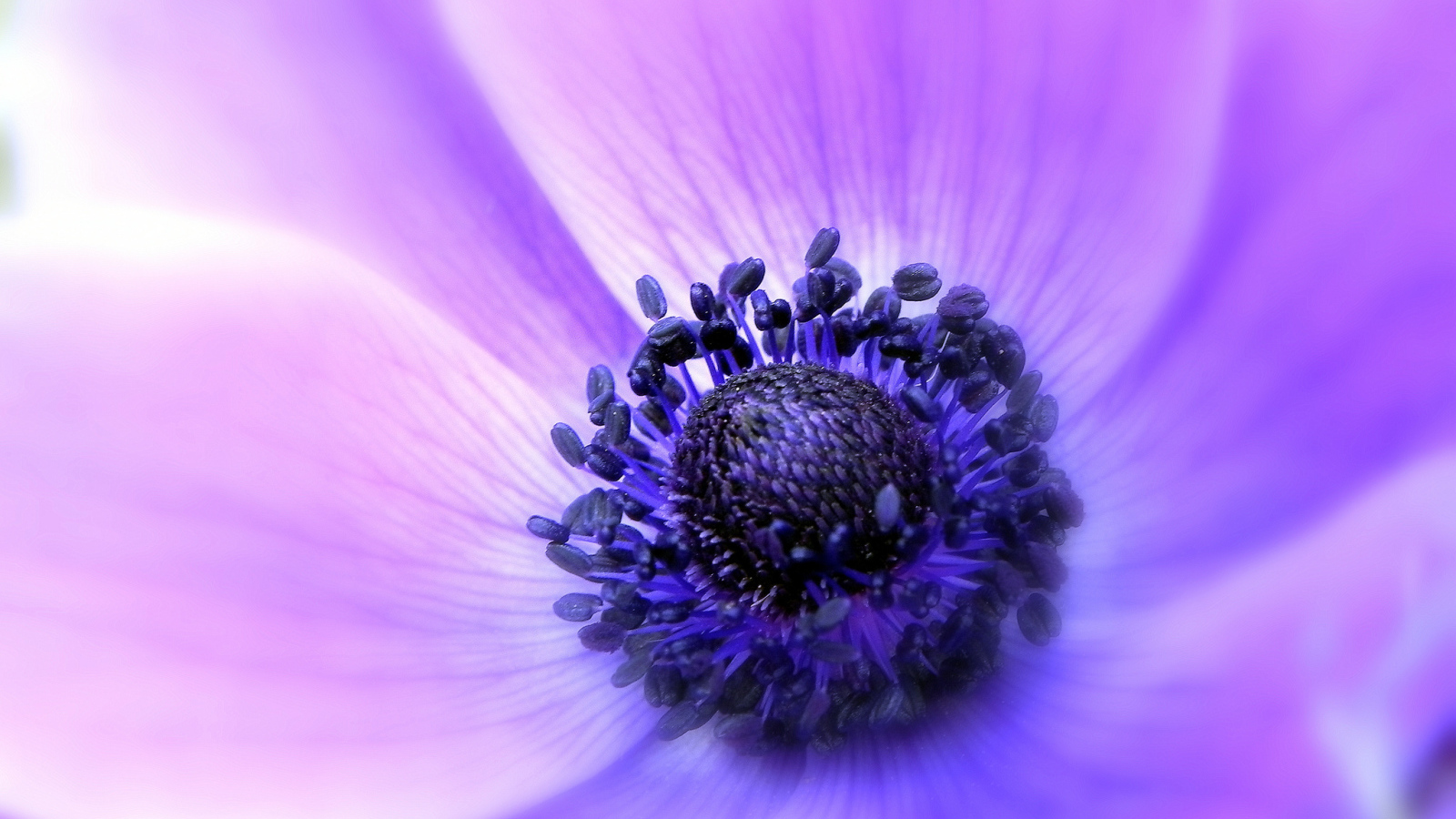 Садовые цветы анемона на дачном участке