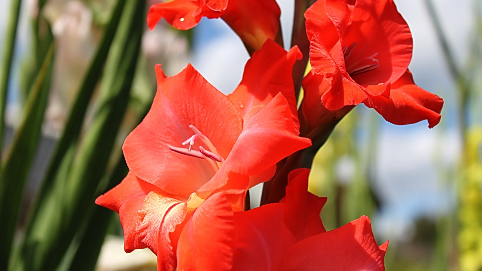 Садовые цветы гладиолус на дачном участке