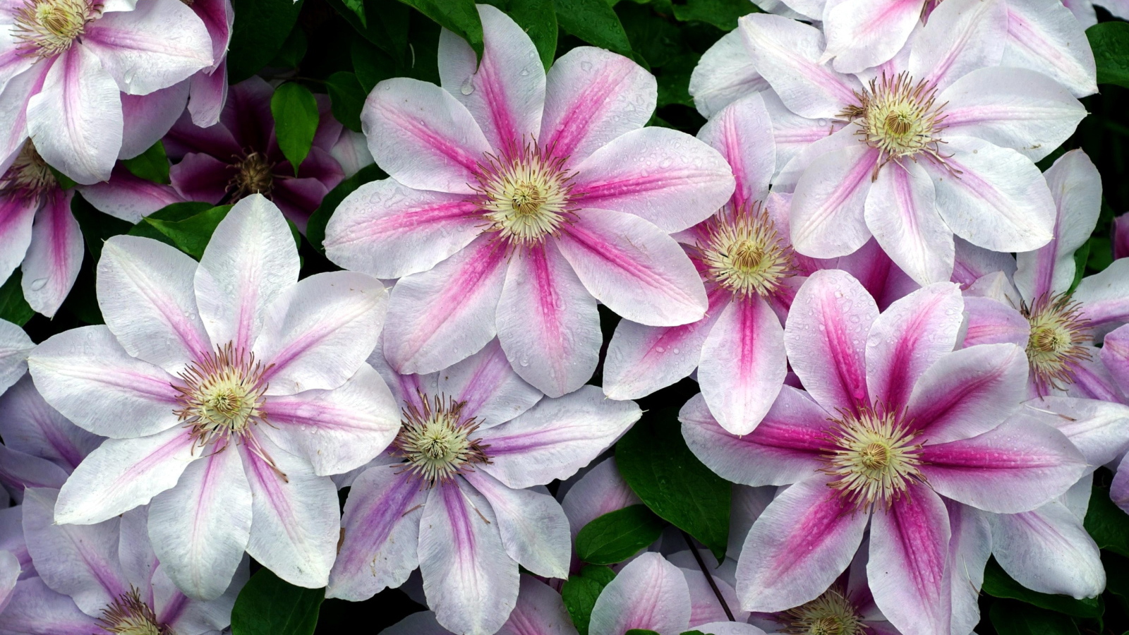 Садовые цветы клематис на дачном участке