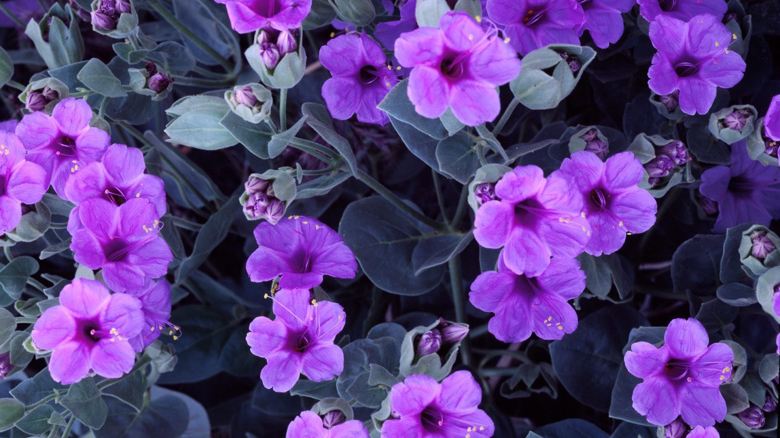 Цветы гиацинта 