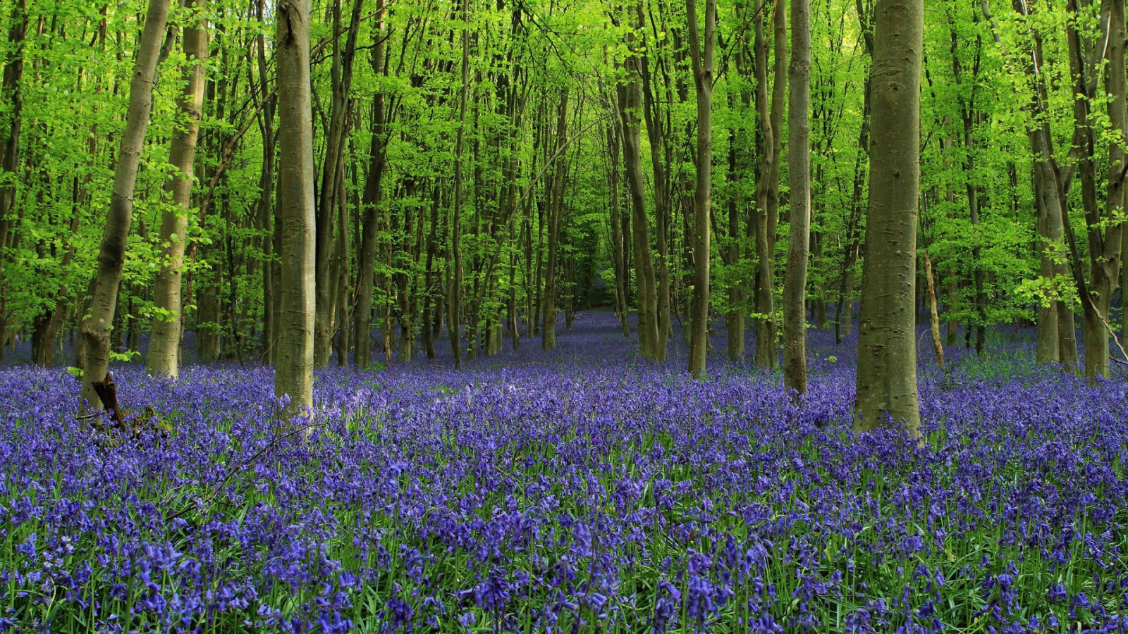 Роща среди густых колокольчиков