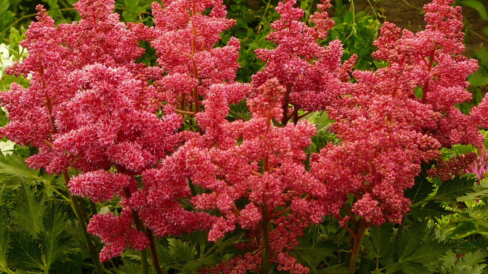 Выращивание цветов астильба в саду