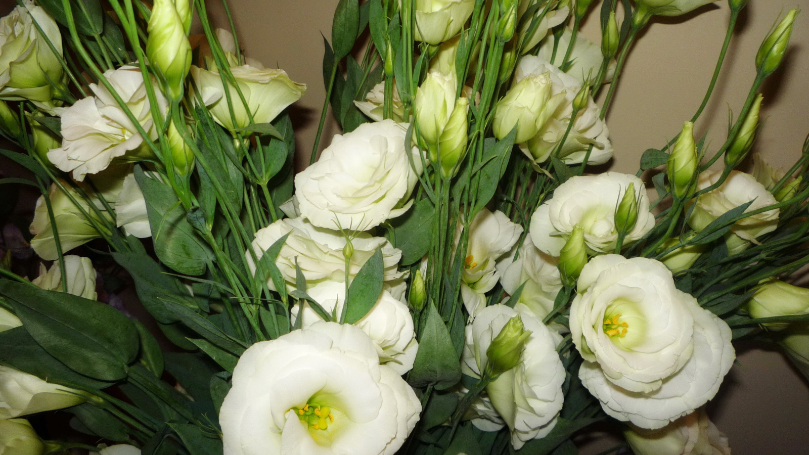 Выращивание цветов эустома (ирландская роза) в саду