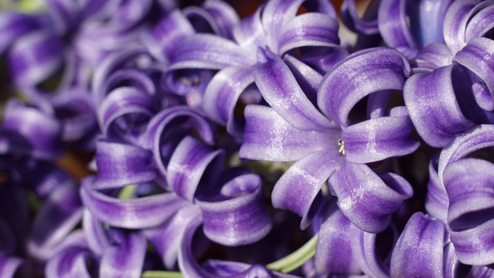 Цветы гиацинты расцвели в саду