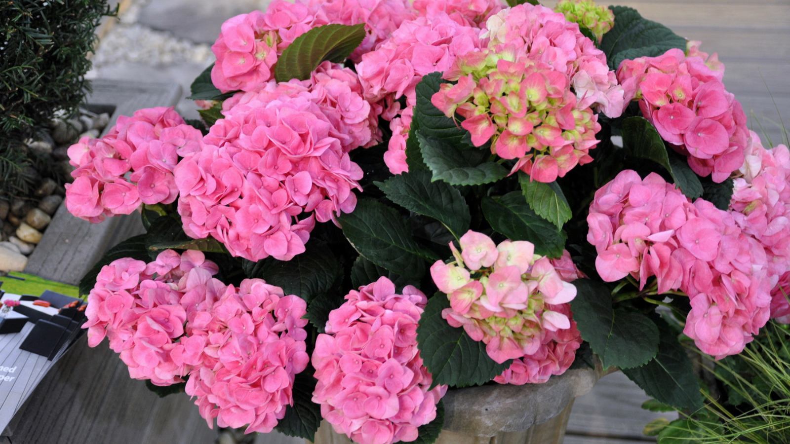 Выращивание цветов гортензия в горшке