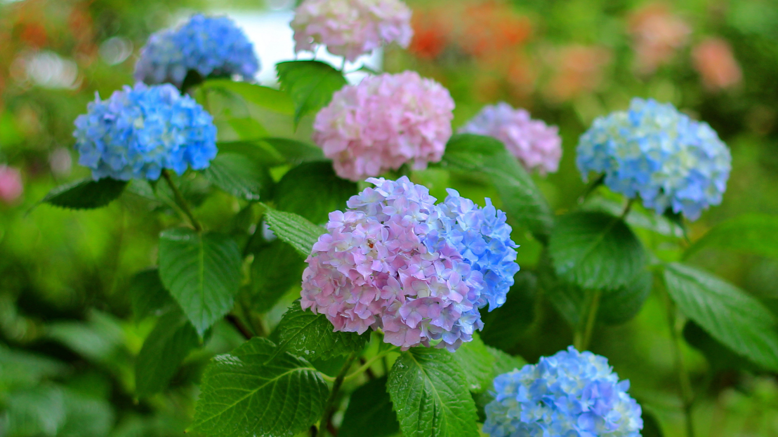 Садовые цветы гортензия на дачном участке