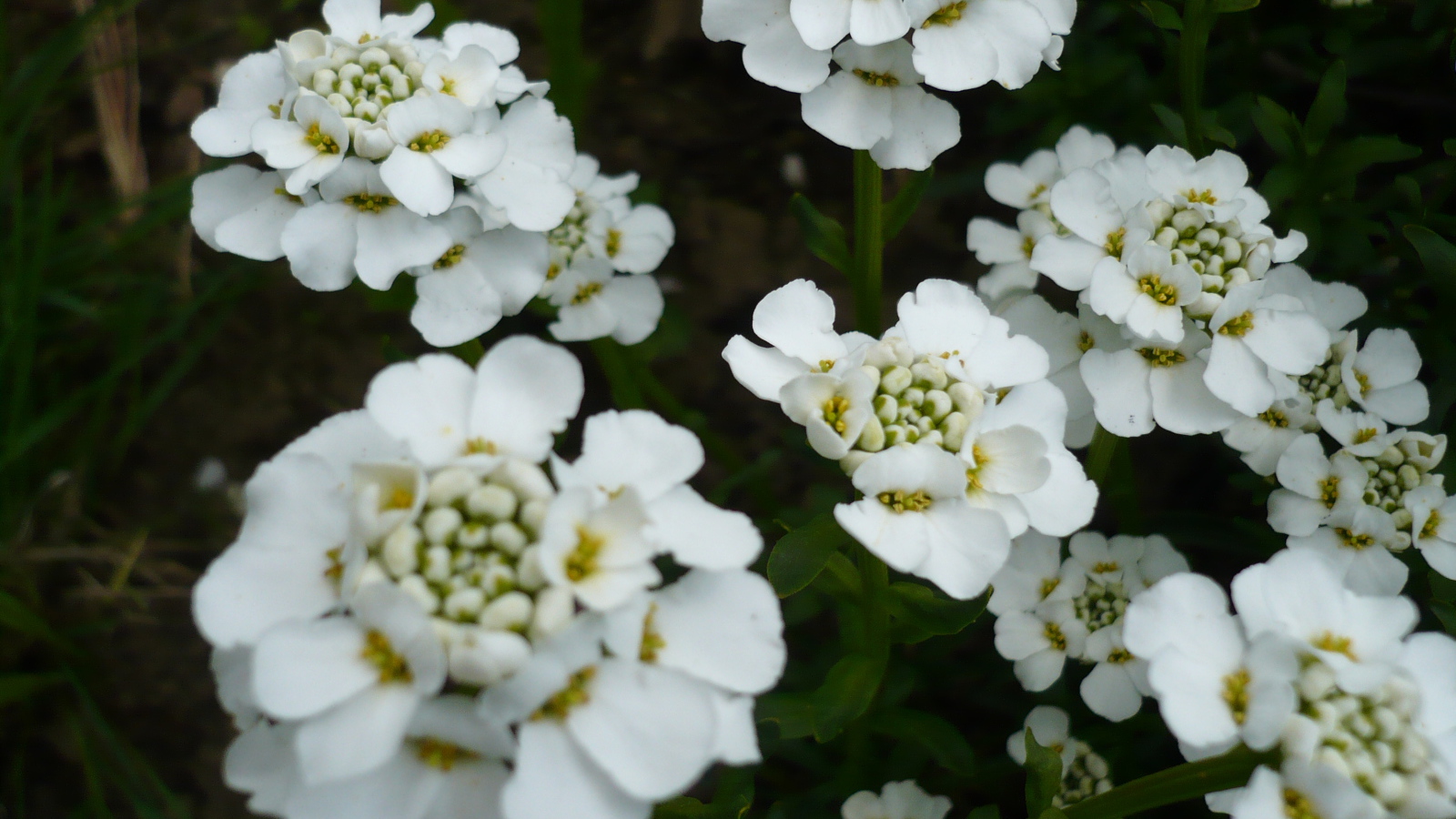 Красивые цветы иберис в саду