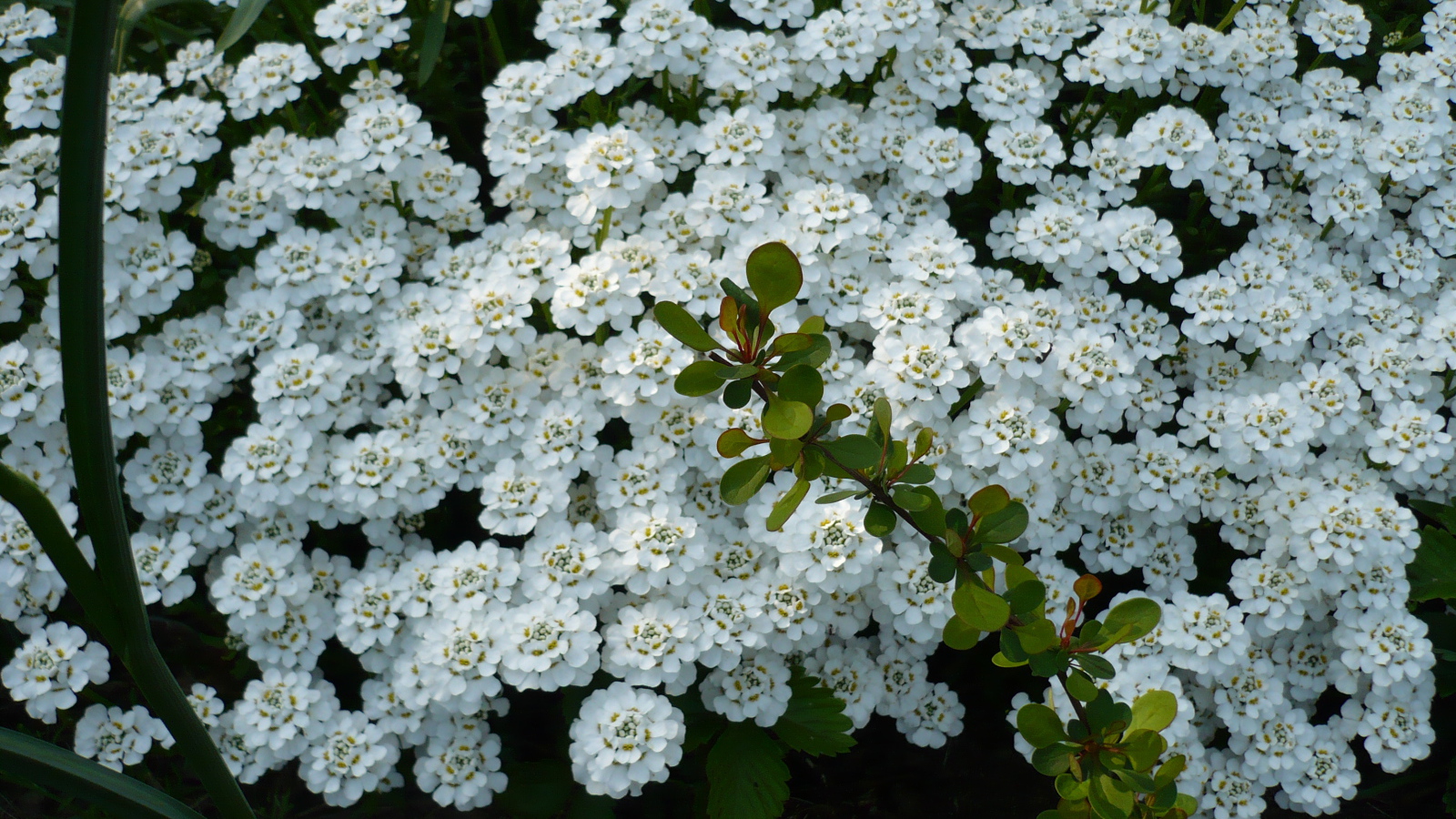 Красивый иберис в саду