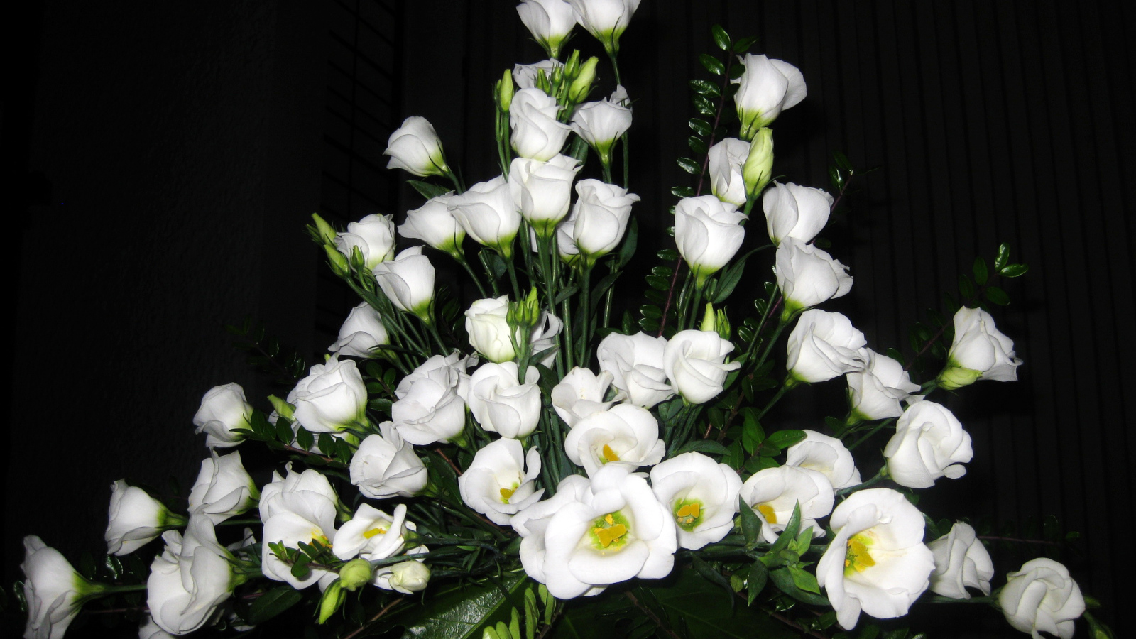 На поляне красивые цветы эустома (ирландская роза) 