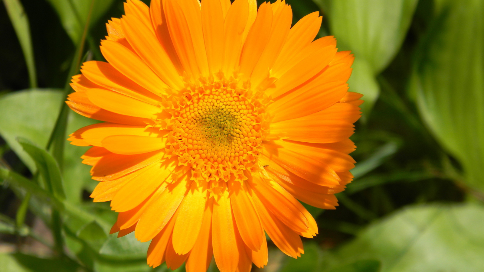 На поляне красивые цветы календула