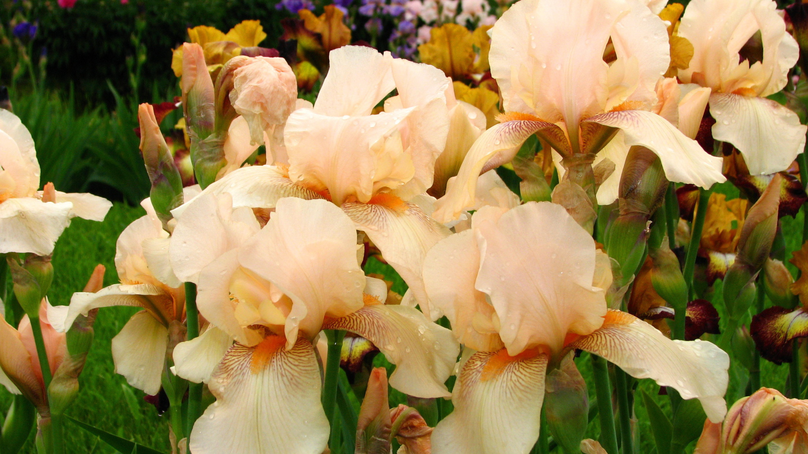 На поляне красивые цветы ирисы