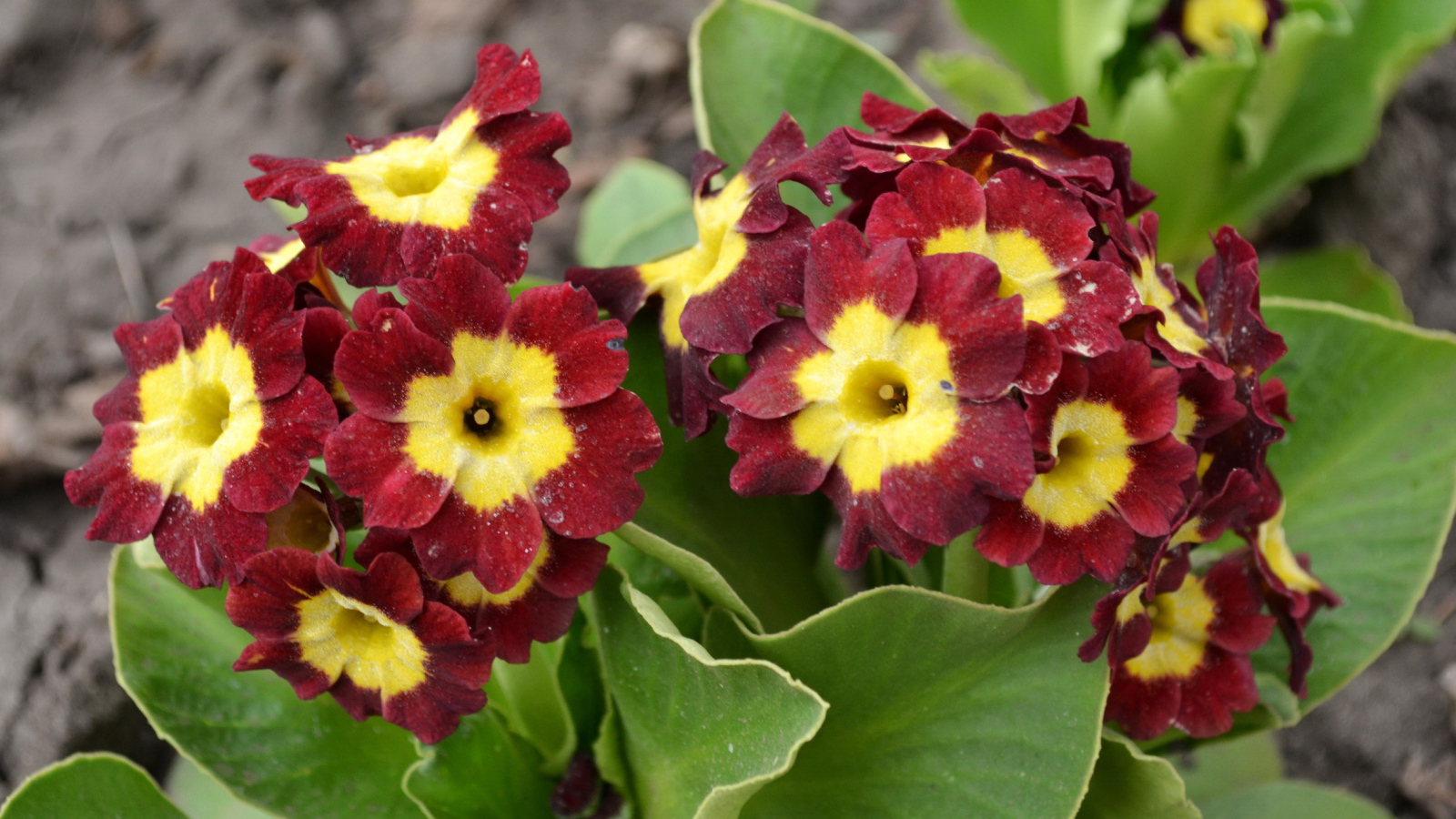 На поляне красивые цветы примула