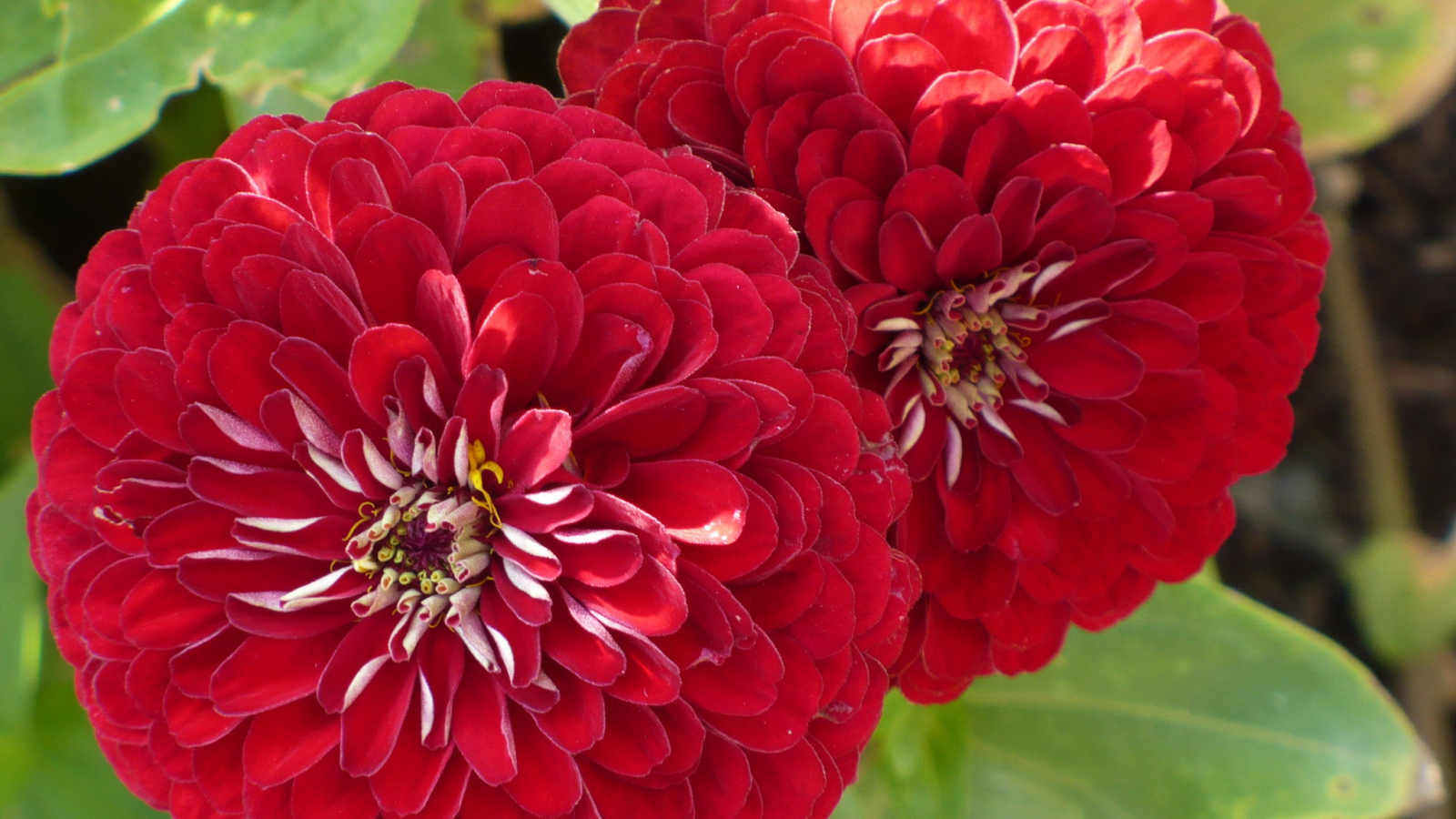 На поляне красивые цветы цинния (циния)