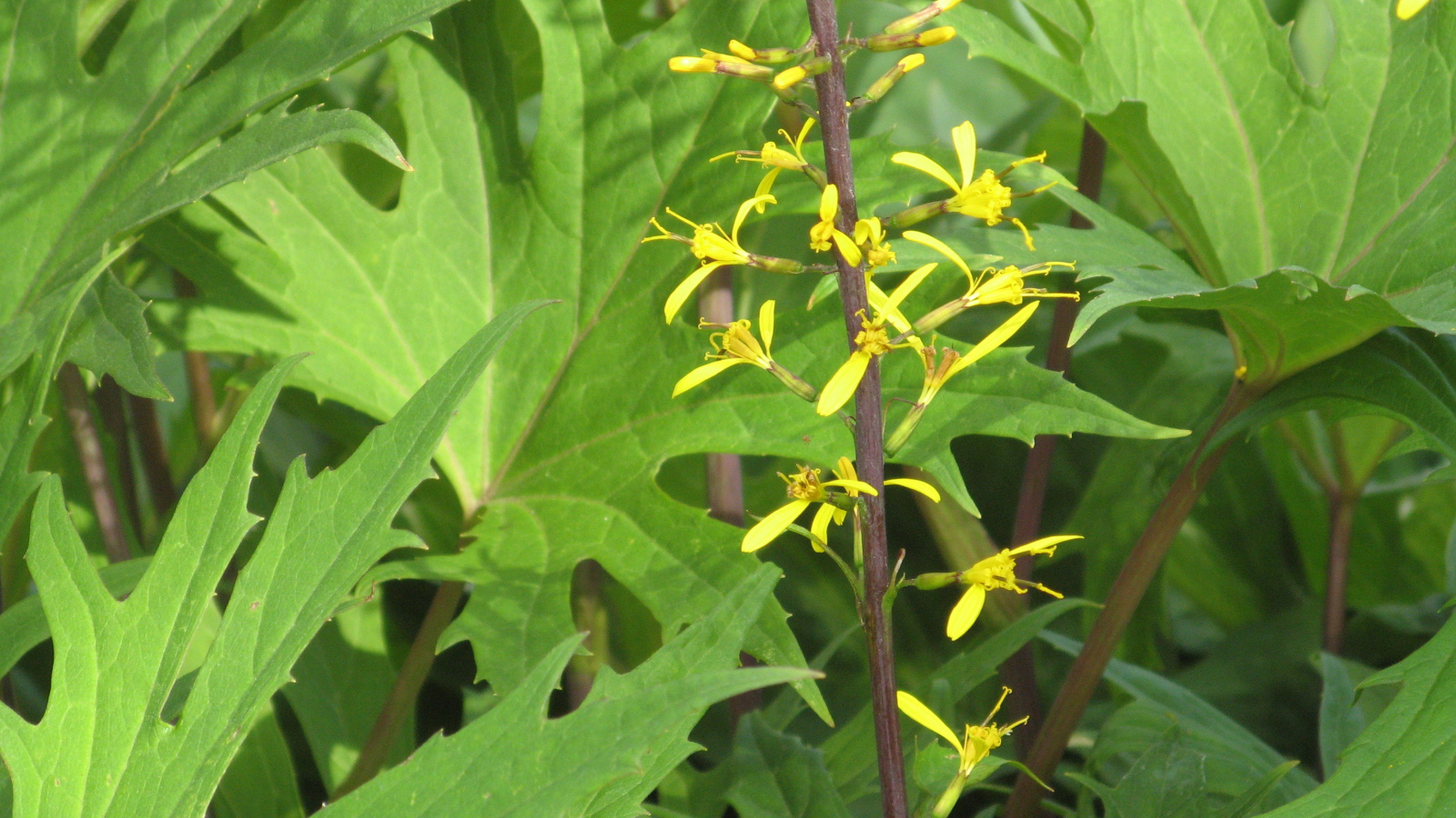 На поляне красивое растение бузульник