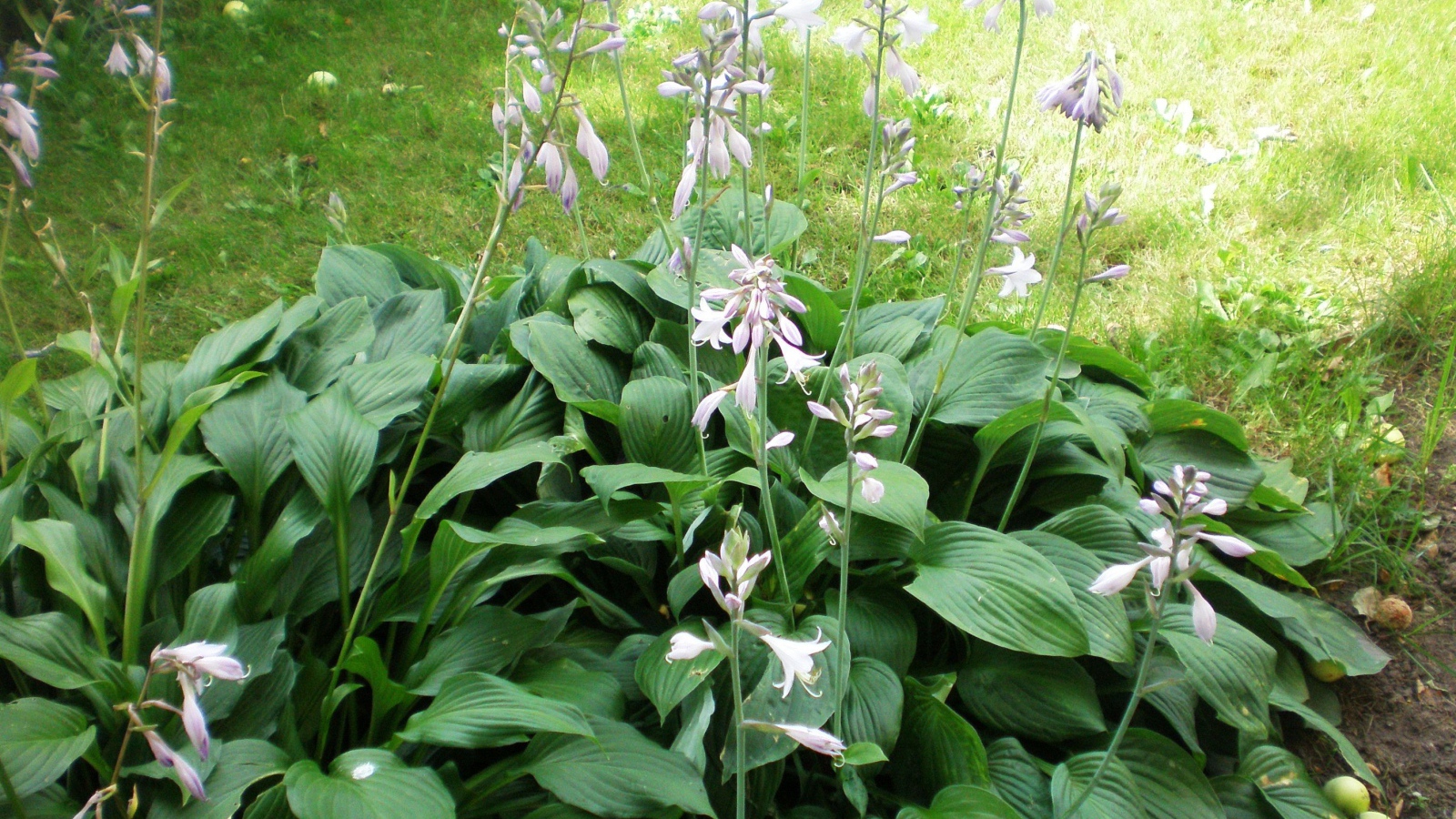 На поляне красивое растение хоста