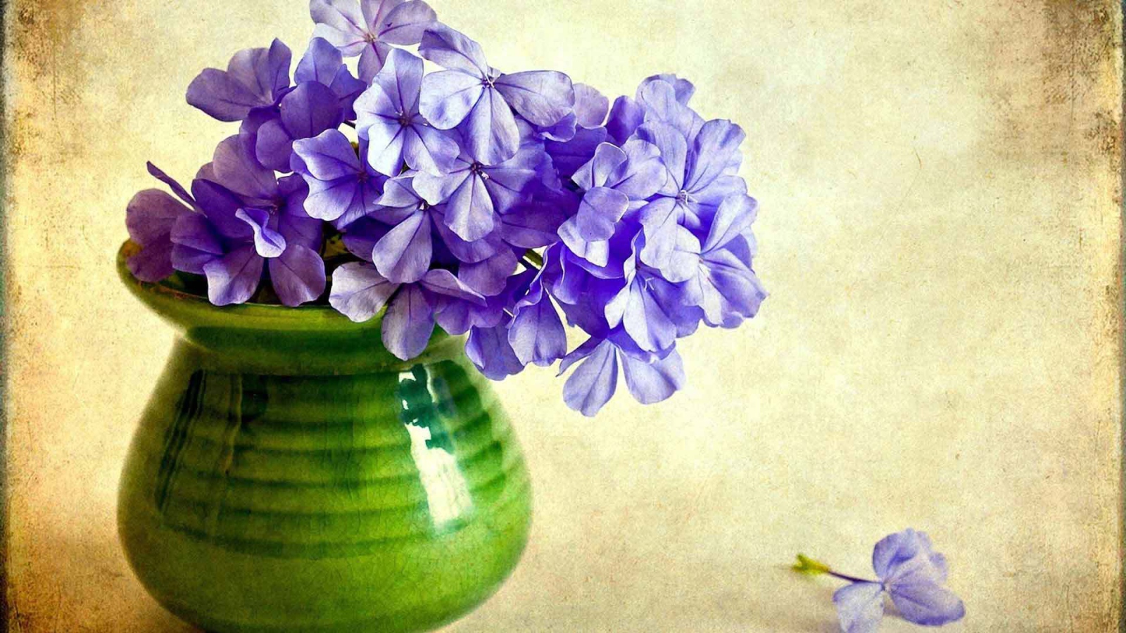 В вазе красивые цветы флокс