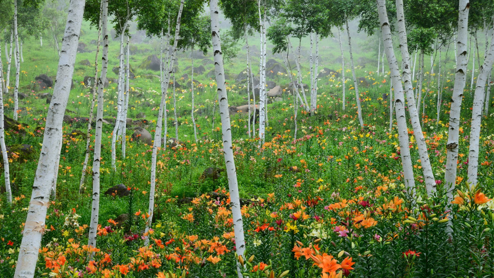 В лесу красивые цветы лилия