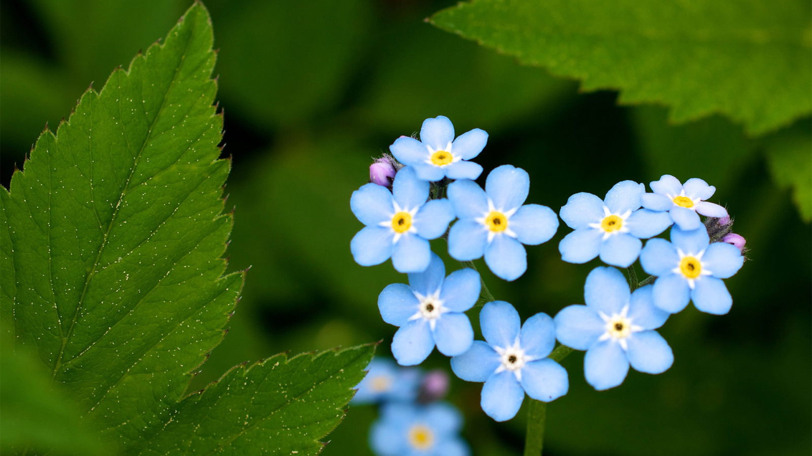 В лесу цветы незабудки