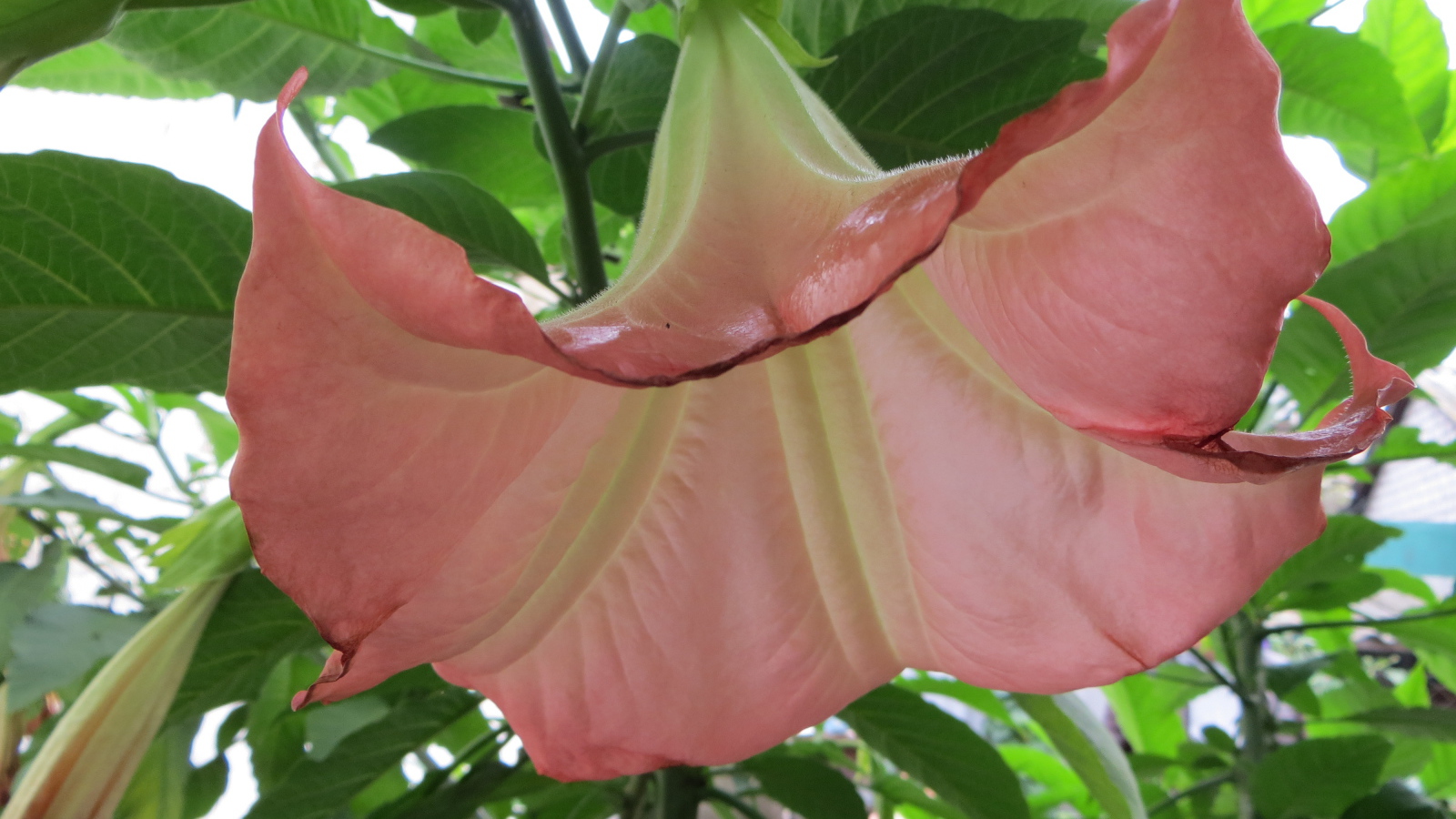 В саду красивые цветы бругмансия