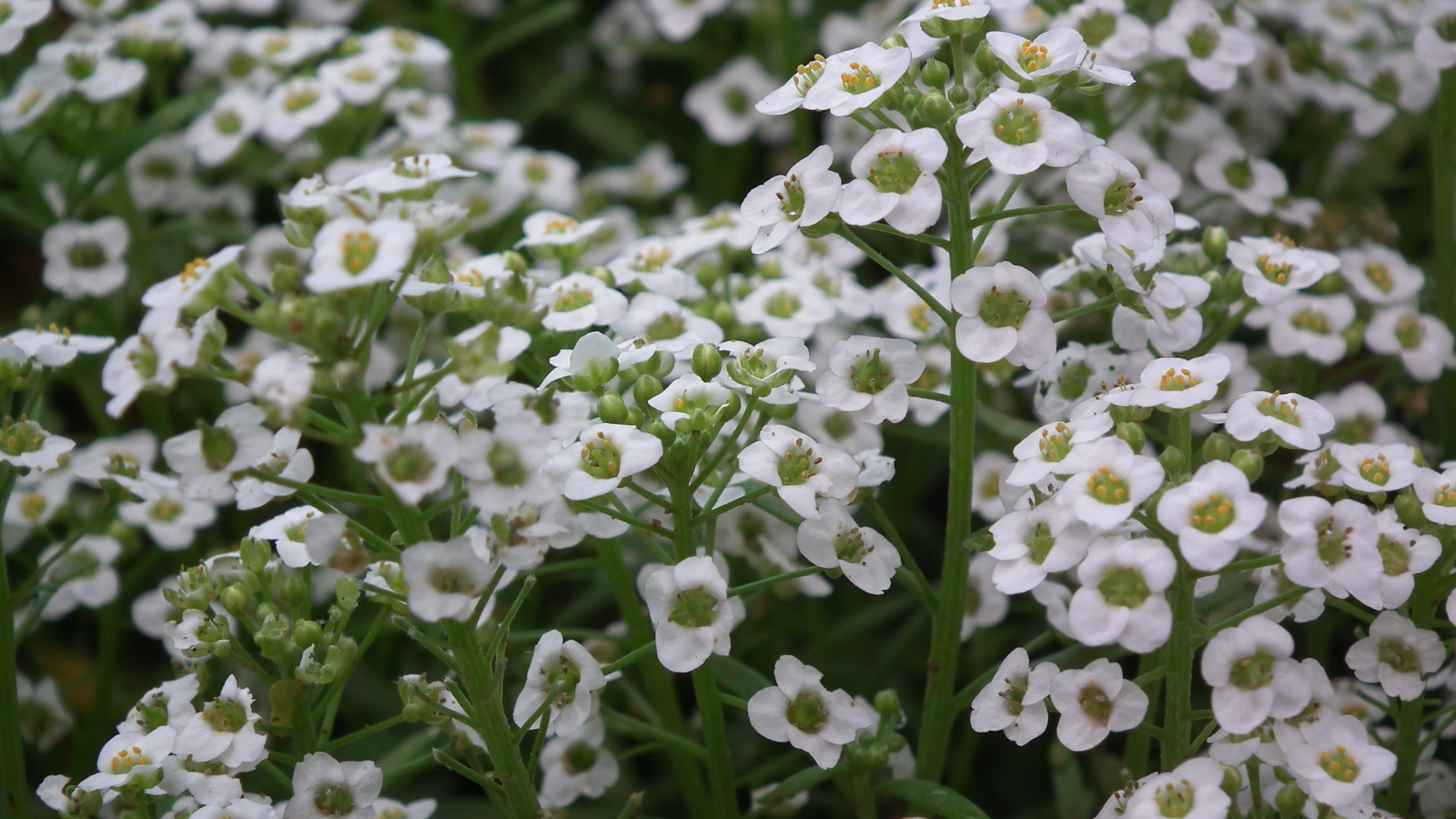 В саду красивые цветы алиссум