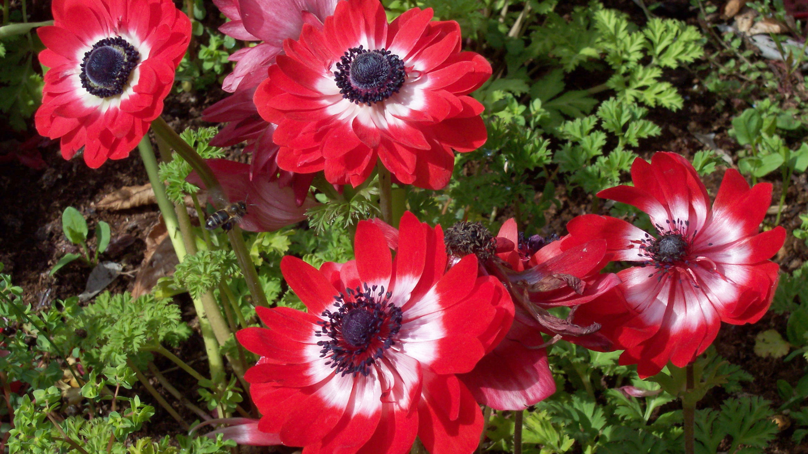 В саду красивые цветы анемона