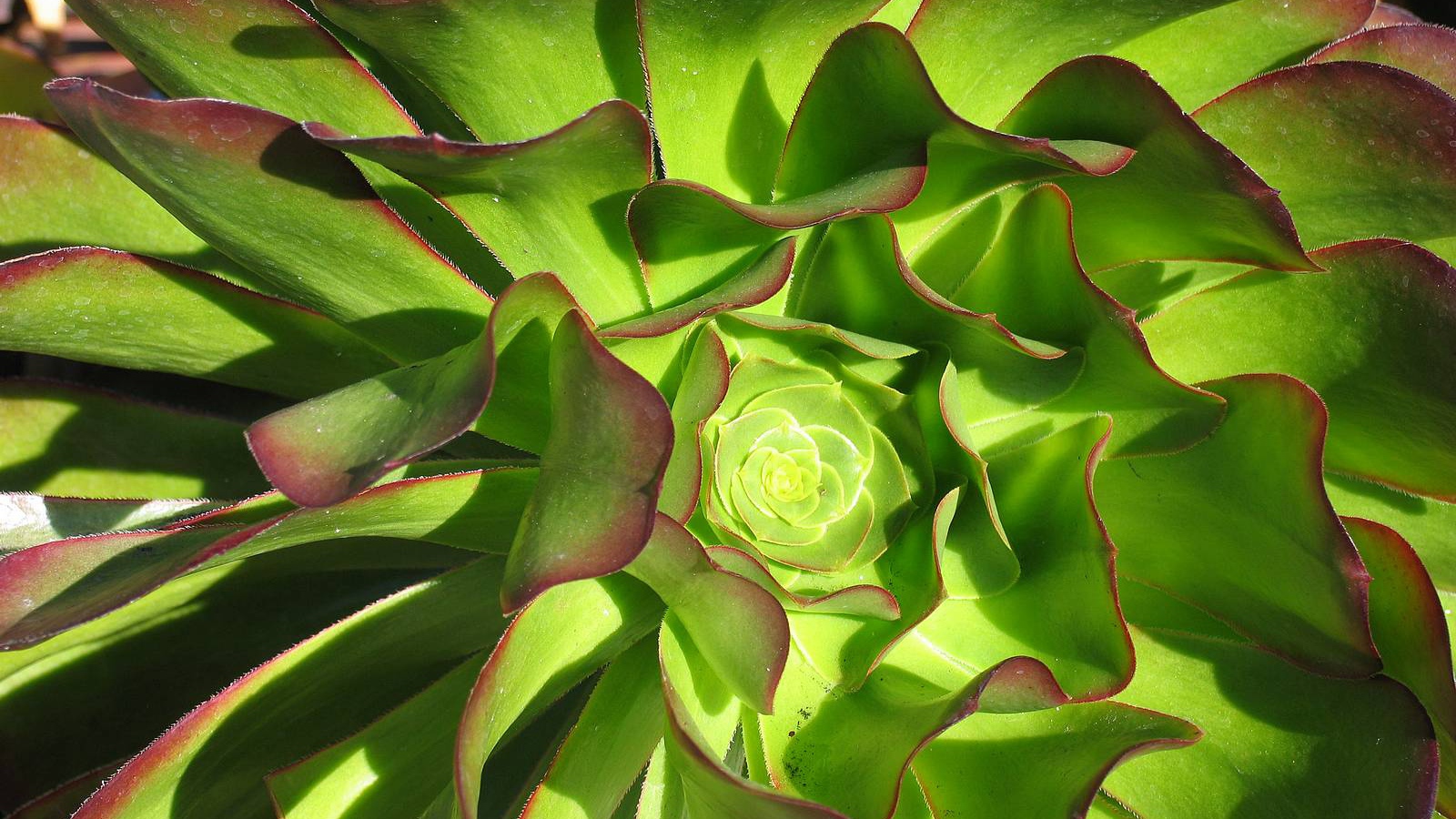 В саду красивые цветы эхеверия (эчеверия) 