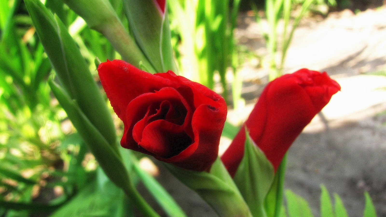 В саду красивые цветы гладиолус