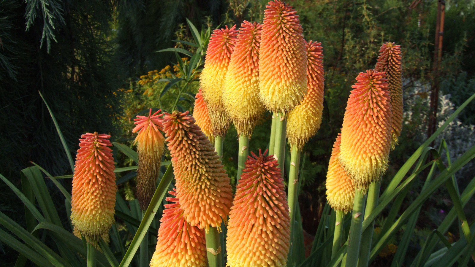 В саду красивые цветы кникофия