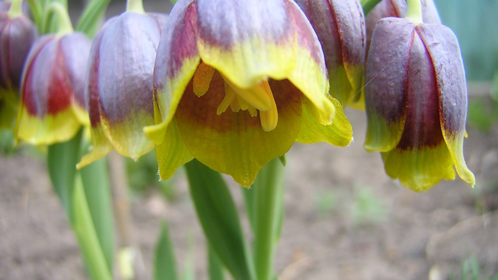 В саду красивые цветы нектароскордум 