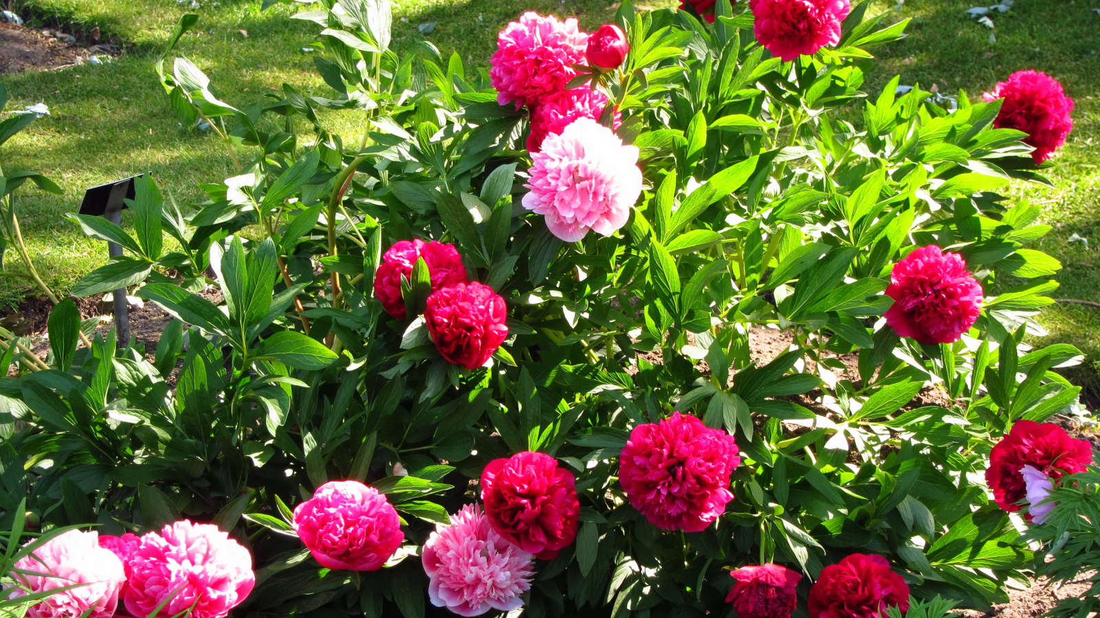 В саду красивые цветы пионы