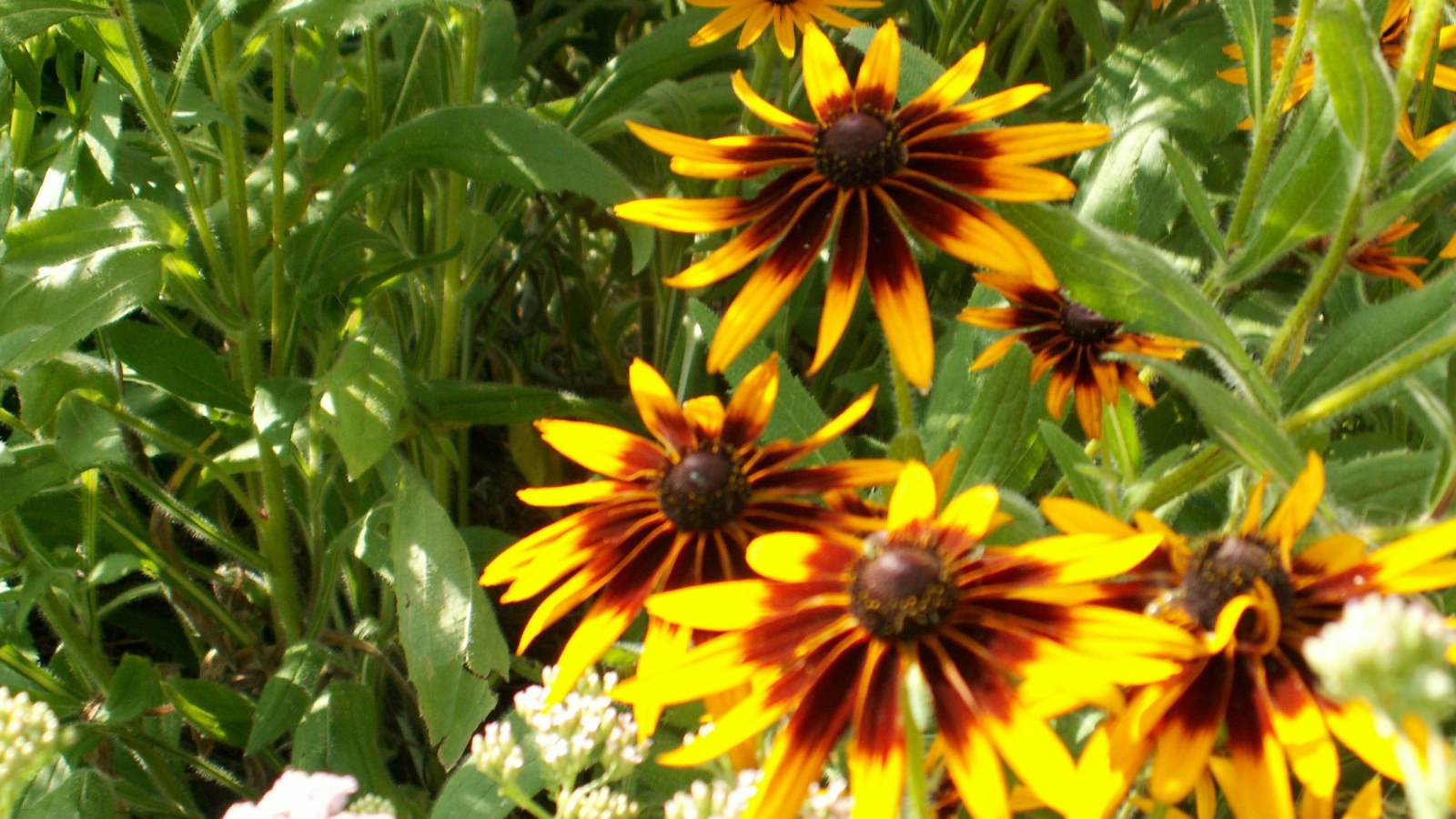 В саду красивые цветы рудбекия