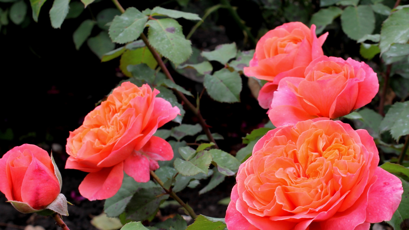 В саду красивые цветы кустарниковые розы