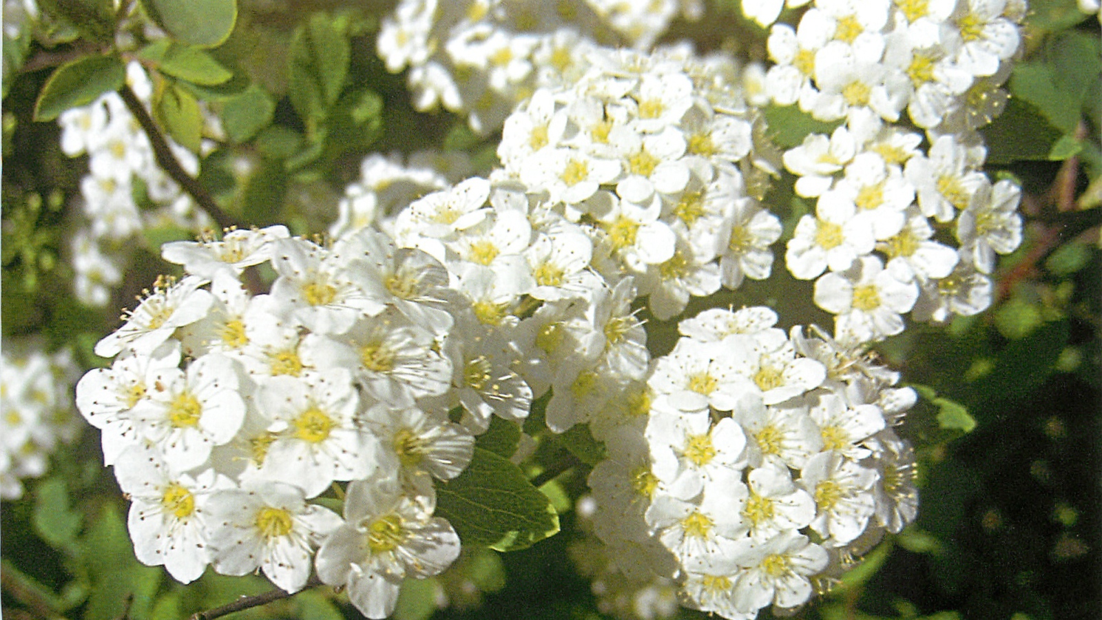 В саду красивые цветы спирея