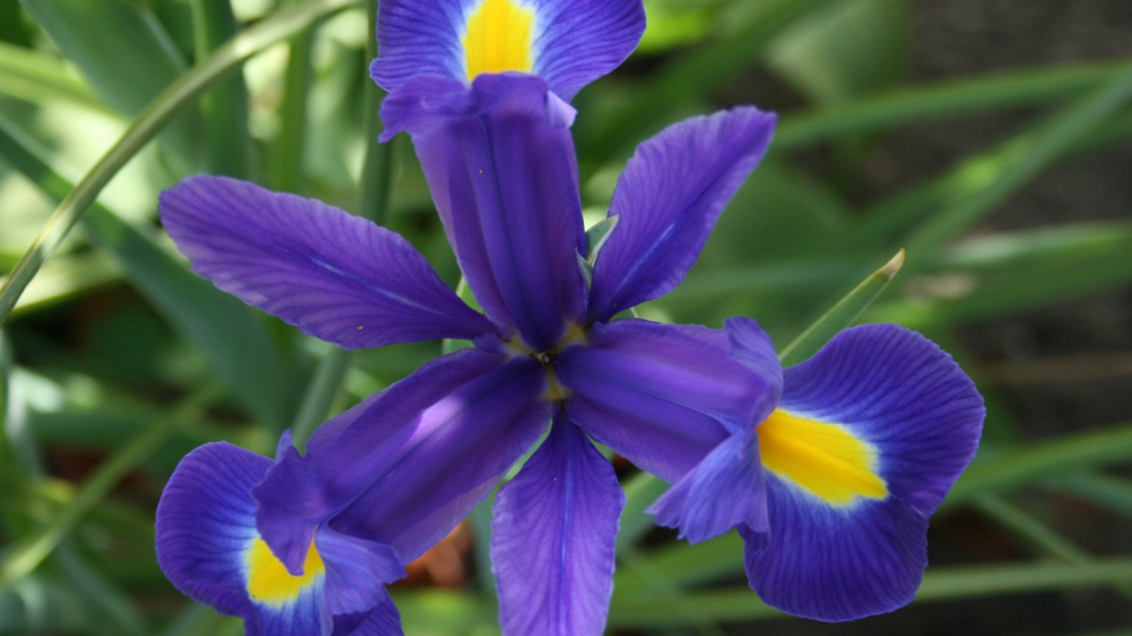 Цветок ириса во всей красе