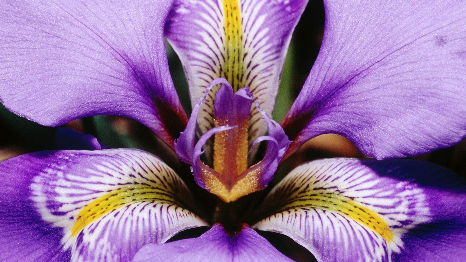 Лепестки цветка ириса