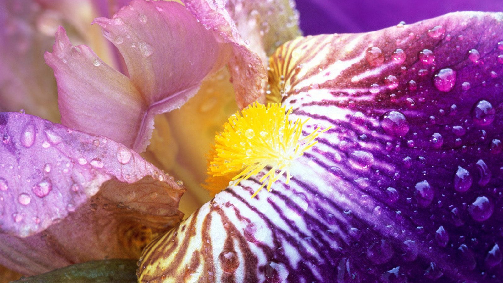 Ирис в лучах солнца