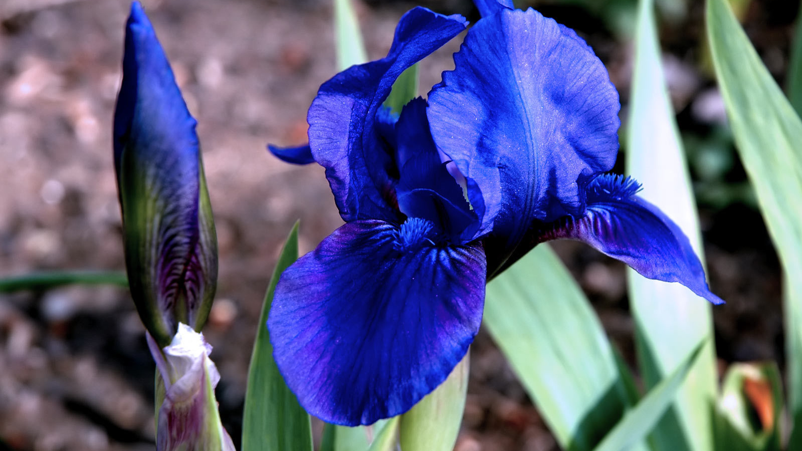 Ирисы в саду