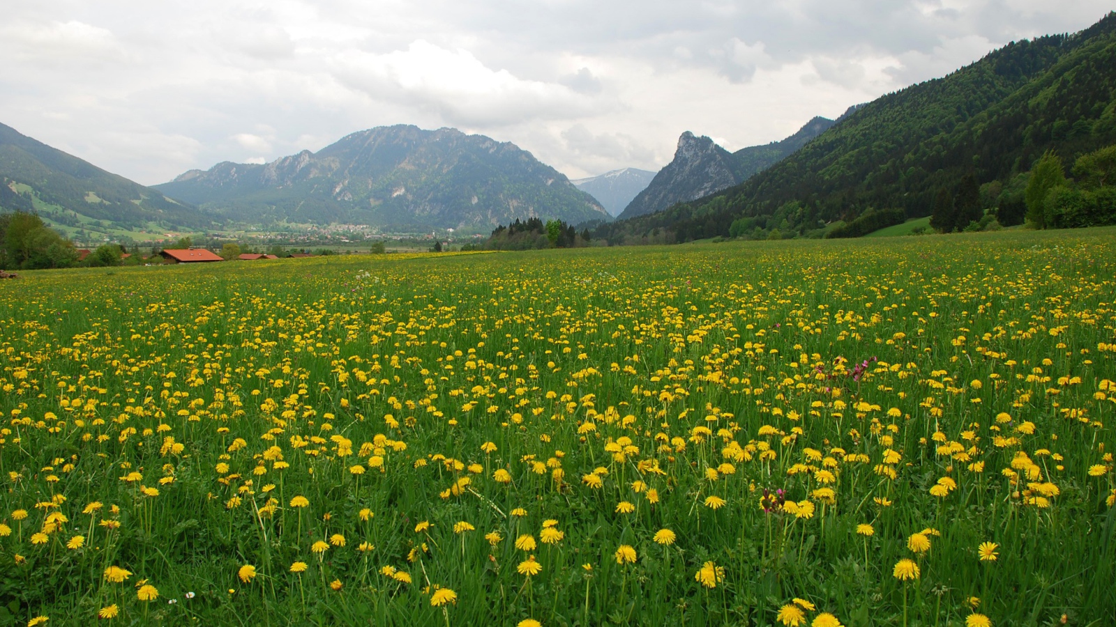 Большое поле одуванчиков