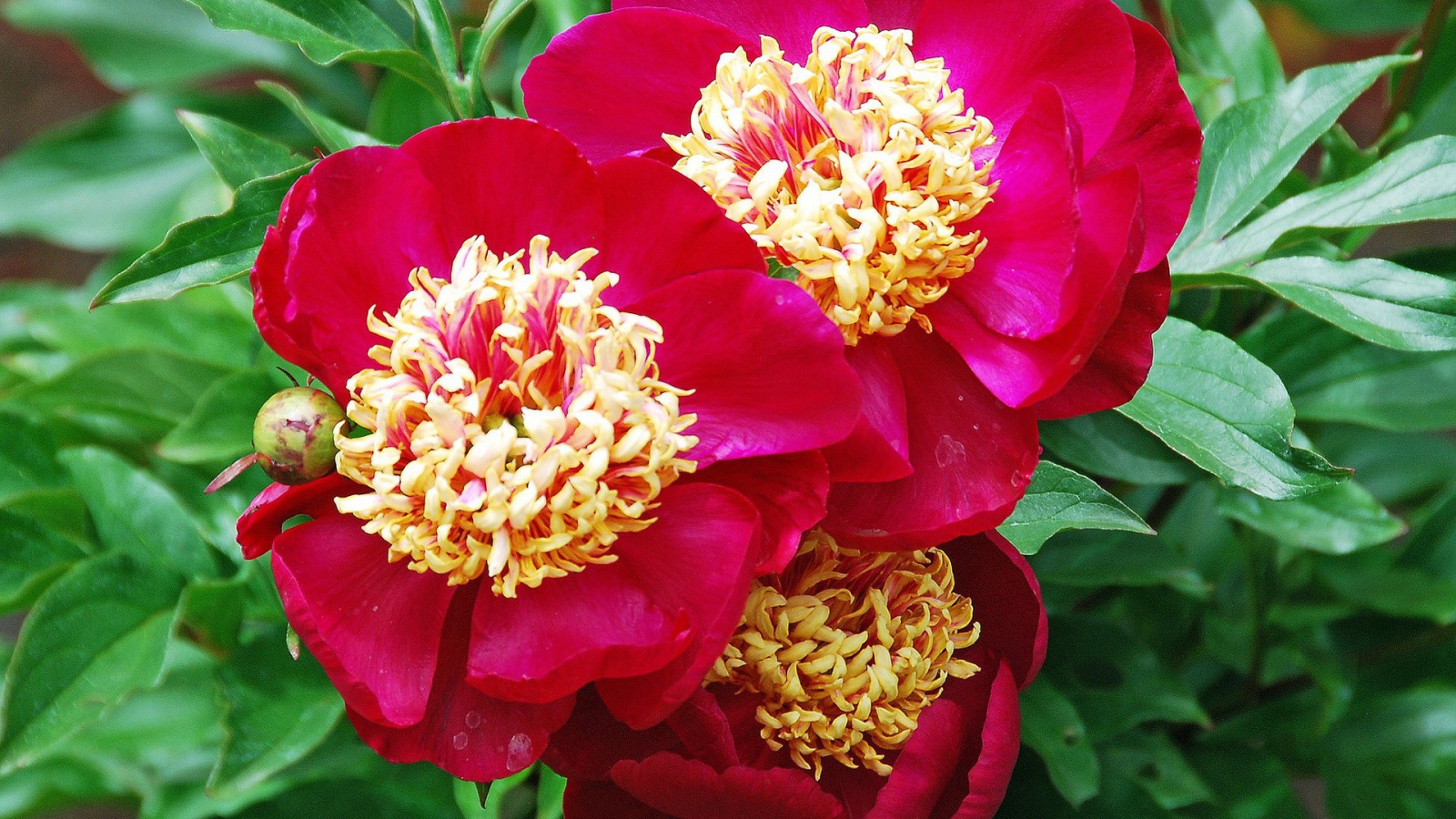 Большие цветы с красными лепестками