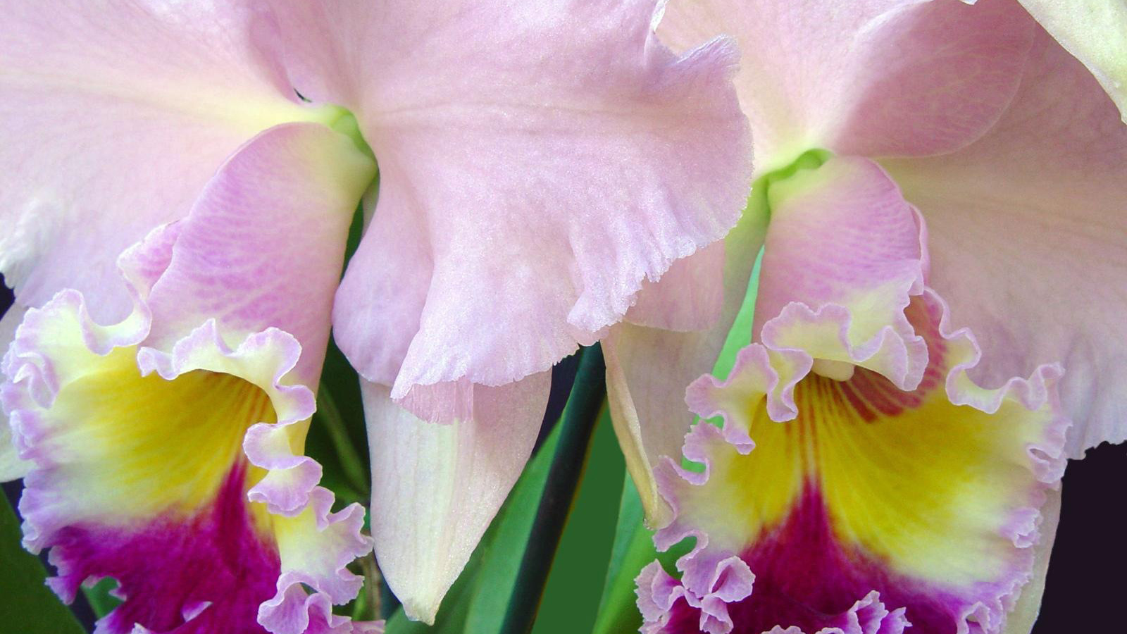 Нежно розовый ирис