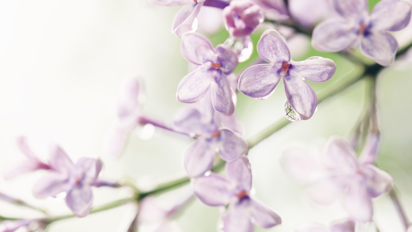 Лиловые цветы