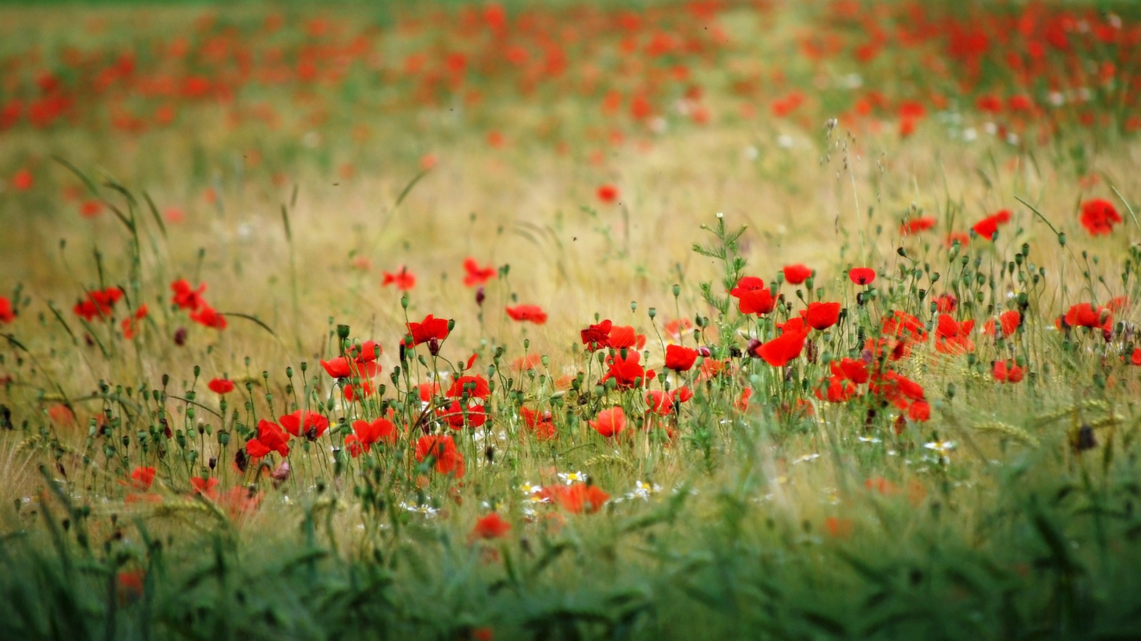 Много красного мака в поле