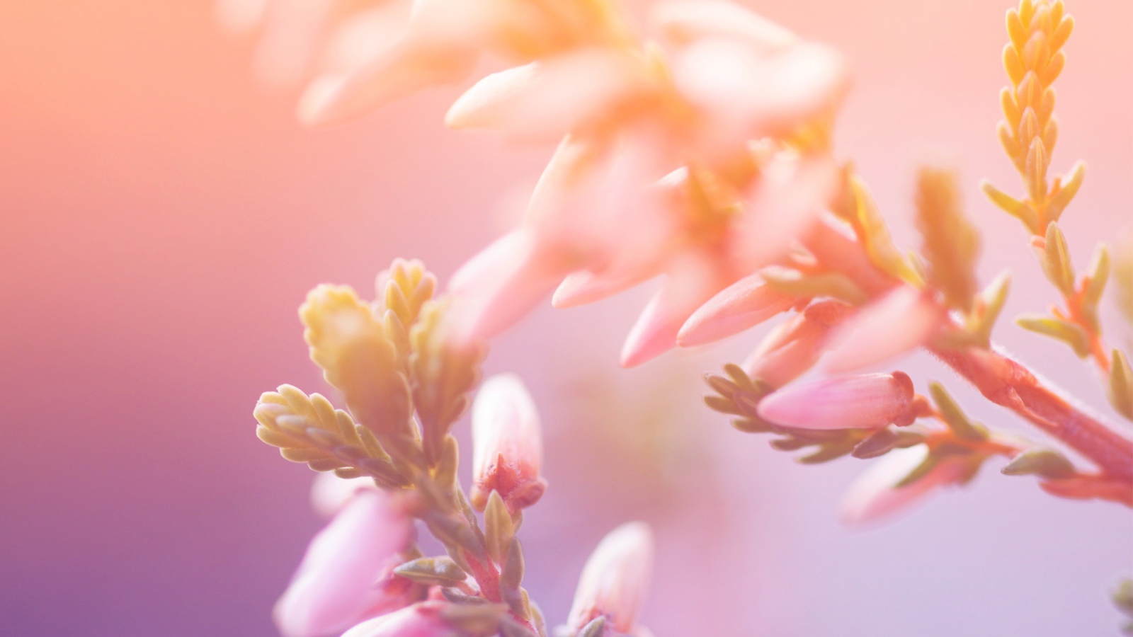 Утренние цветы