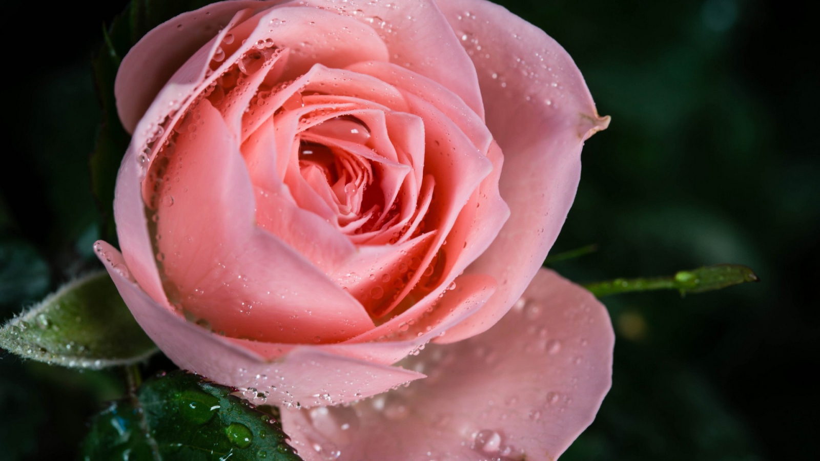 Cамая нежная роза